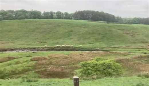 PIP BRINGS THEM IN. The quality of this video may be affected by regional signal quality, but still gives a wonderful illustration of how well Cathy’s Pip can work, and take whistle directions, from a long distance away. Here she is gathering these sheep and bringing them in, across a river, to be taken in for vaccinations and fly treatment – as fly strike can be a serious problem in sheep once the weather gets warmer. We never stop marvelling at the skilful abilities of a good sheepdog, of a ki