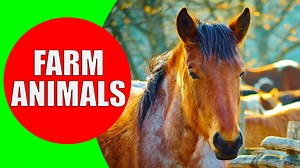 Farm Animals for Children - Kiddopedia