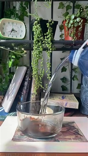 Coleus Plant | Indoor Garden Ideas