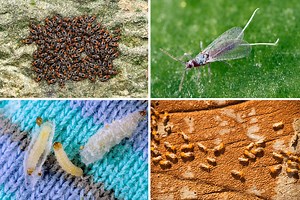 The 7 grimiest bugs that could destroy your home and how to get rid of them
