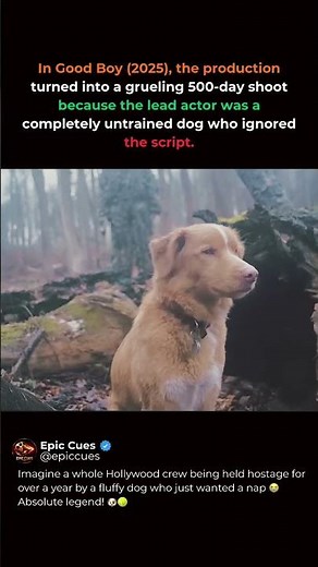 This Dog Ruined A Whole Movie Set! 😭🐶 #goodboy #movies #shorts
