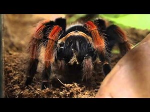 Big-Ass Spiders at the San Diego Zoo