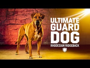 Meet the Rhodesian Ridgeback : The Ultimate Guard Dog for Protection!