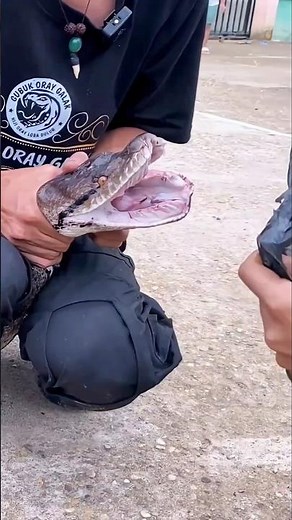 Why Do Pythons Have Teeth? #shorts #marblemusic