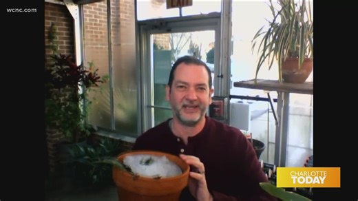 Winter plant protection