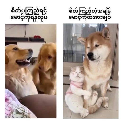 မောင်က မငြိုငြင်ဘူးလေ 🫩 #anytv #memes | ANY.tv