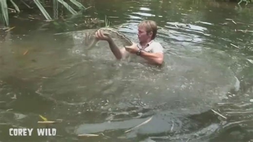 Top 10 dangerous animals in the world | Creepy crawlers