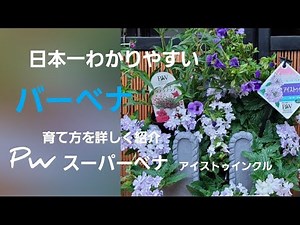 初めてのガーデニング‼️バーベナの育て方を詳しく紹介‼️pwさんのスーパーベナアイストゥインクルやpwさんのお花たちも盛りだくさんで紹介しています❗