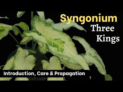 How to grow Syngonium Three Kings