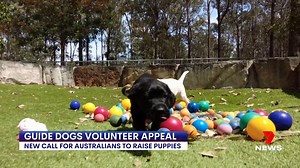 6.2K views · 77 reactions | There's an urgent call for volunteers to help raise the next batch of canine helpers. Guide Dogs NSW is calling for people to open their homes to the pups and provide basic training. The puppies will then return to guide dogs to help change the lives of those living with blindness or low vision. 7NEWS at 6pm. More local news: 7news.com.au/news/Sydney #GuideDog #7NEWS | 7NEWS Sydney | Facebook