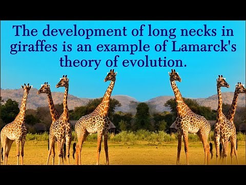 THEORIES OF EVOLUTION (lamarckism vs darwinism) grade 12 life sciences by M.SAIDI (ThunderEDUC)
