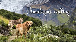 PITHORAGARH A PARADISE | HIMALAYAS CALLING | a teaser | The Himalayan HUSKY