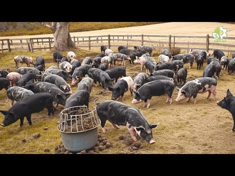 Inside America's Massive Pig Farming Industry: 72.9 Million Pigs Revealed