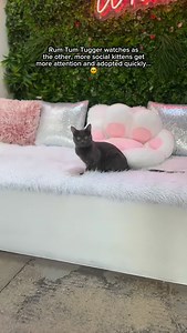 Despite being his namesake, Rum Tum Tugger is the opposite of the jellicle cat. He is a little shy, and definitely plays by the rules. He is a lover, but he needs some time to get used to his humans. He is a young kitty, but is ready to live a calm and secure life. Could you be the one to take our sweet boy home? Adoptable at our LA cat cafe 💕🐱 #adoptdontshop #adoptme #catlovers #waitingformyhome #sadcat #fureverhome #adoptdontshop #KittenRescue #catlovers #loveme #adoptme #catlovers #blackcat