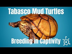 Hatching Success: Tabasco Mud Turtle Breeding