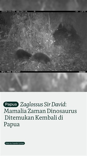 Penelitian terbaru yang dipublikasikan di NPJ Biodiversity (2025) memastikan keberadaan nokdiak moncong‑panjang Sir David (Zaglossus attenboroughi), sejenis mamalia bertelur purba, masih hidup di Pegunungan Cyclops, Papua. Setelah tidak terlihat secara ilmiah selama lebih dari enam dekade—terakhir tercatat pada 1961—hewan ini kini berhasil terekam lewat kamera jebak. Selama periode Juni–Juli 2023, tim kolaboratif dari University of Oxford, peneliti Indonesia, dan masyarakat adat memasang 73 kame