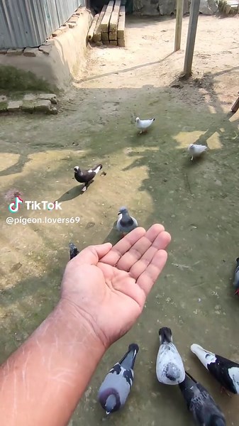 Pigeon Lovers on TikTok