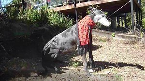 36K views · 593 reactions | Our gorgeous senior girl Dora who is available for adoption now has her very own video. Dora has asked that you share this video far and wide so she can find the most perfect forever home! | Friends of the Hound - Greyhound Adoption Group | Facebook