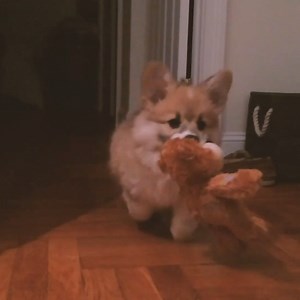 101K views · 7.8K reactions | From puppy to pop culture icon, this is Maxine the Fluffy Corgi’s crazy life. | Maxine the Fluffy Corgi | Facebook