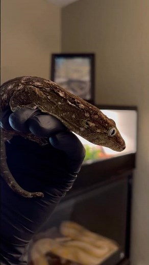 My Cool Leachie Gecko Enclosure Setup! 🤩🦎#gecko #reptile #snakevideo