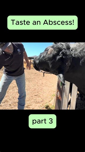 Taste an Abscess!1 #cow #vet #abscess # | cow absences drain