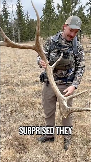 The ultimate strategy to finding brown elk sheds…cut Austin off! #shedhunting #buckstormsd #elk