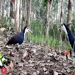 Trap birds with a noose today part 27 | Animals Trap