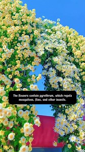 Pyrethrum Daisy | SRK