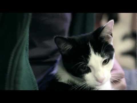 I Could Pee on This: And Other Poems By Cats