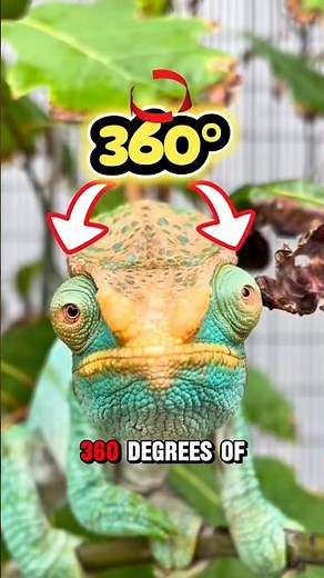 How Chameleons See Two Worlds at Once #AnimalVision #WildlifeEducation #NatureScience