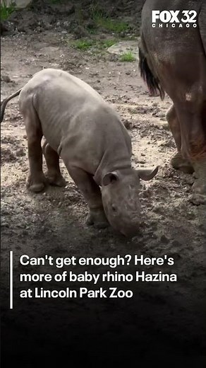 Can't get enough? Here's more of baby rhino Hazina at Lincoln Park Zoo