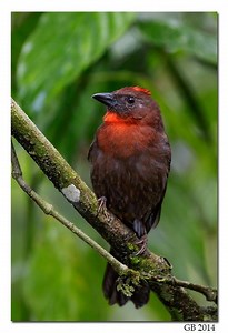 Red throated ant tanager - Alchetron, the free social encyclopedia