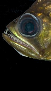 230K views · 2.6K reactions | Payara tetra are a predatory species of...