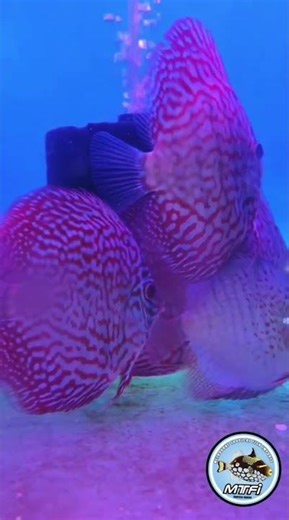 Dave unpacked a new Discus Shipment that came in last night