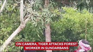 Video | On Camera, Tiger Attacks Forest Worker In Sundarbans. How He Was Rescued