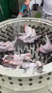 Turkey plucker machine Farmer's dream-1000 for defeathering chicken, duck, goose and turkeys