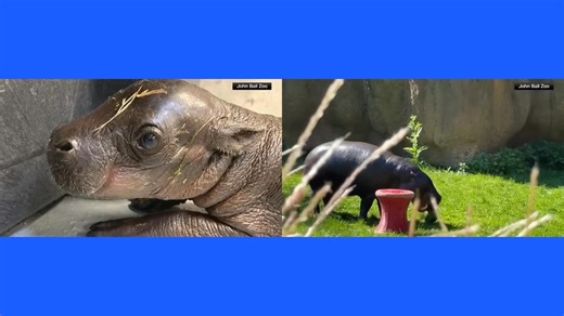 2.1K views · 56 reactions | Hippo gender reveal! • Endangered pygmy...