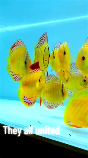 Yellow pigeon 💛 | Sakana Discus
