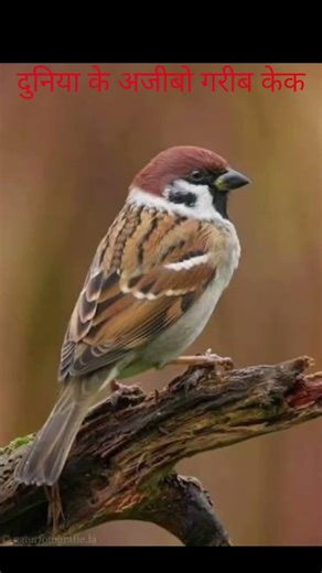 दुनिया के अजीबो गरीब केक🧑‍🦳🧑‍🦰 #sport #facts #music #popularsong #viralsong #amazingfacts #shorts 💞