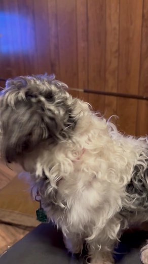 Ramon Estevez40 (@ramonestevez40)’s videos with sonido original - Ramon Estevez40