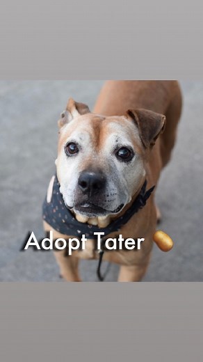 Tater’s Bio: https://nycacc.app/browse/157965 Posted @withrepost • @boroughbredinbrooklyn If the last of your Thanksgiving leftovers are finished, but you are still craving mashed potatoes - let us introduce you to something even better. Tater! Our senior spud showed up tied to the bench outside the shelter doors this November. He is a potato shaped delight with a perfect frosty face. More than anything, Tater wanted to be near us. He curved his body against our legs like a cat, and leaned allll