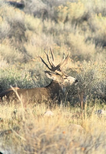 Remembering the Buck from Antelope Island