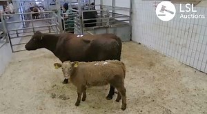 Bidding so fast the auctioneer couldn't keep up! Lot 158A at Ennis | LSL Auctions