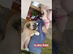 Shihtzu Puppy milkfeeding and playing