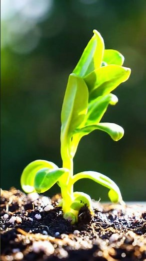 Amazing Plant Growth Time-Lapse | From Seed to Full Plant in Seconds