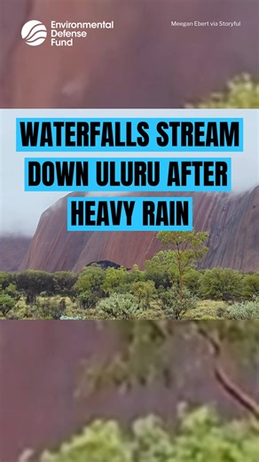 ⛰️ Waterfalls streamed down Uluru on Monday, February 9, as heavy rain soaked parts of Australia’s Northern Territory. Footage from Meegan Ebert shows rainwater running down the famous landmark as the Australian Broadcasting Corporation reported 55 mm (2.2 inches) of rainfall in nearby Yulara over the course of Sunday and Monday. #Uluru #Nature #Earth | Environmental Defense Fund