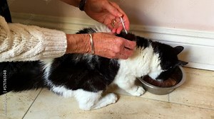 Administering an insulin injection to a cat