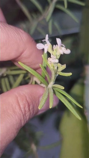 My Rosemary FINALLY Flowered! (After Years of Growing)