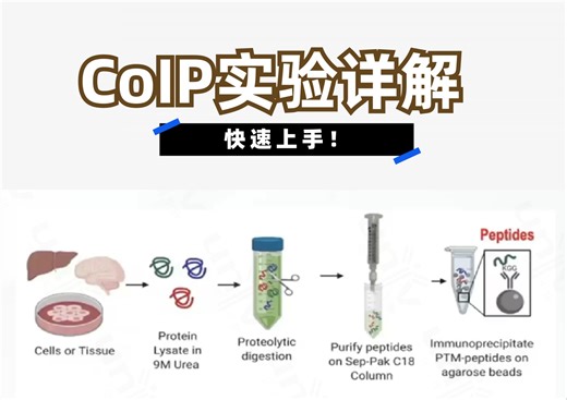 实验操作：做好CoIP就这几招！