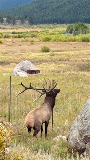 The Untamed View on Instagram: "Split 5 once considered jumping the restoration fence to reach his harem. The photographers cheering him on made the moment. 🤍 #split5 #legend #RIP"